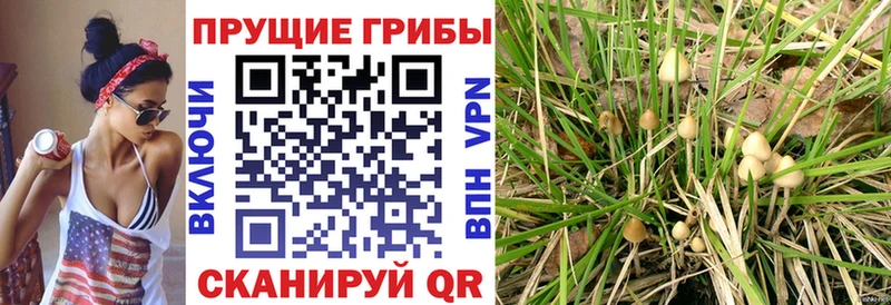 Псилоцибиновые грибы MAGIC MUSHROOMS  магазин продажи   кракен зеркало  Кунгур 